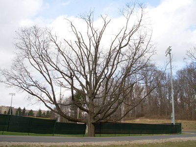 A tree that is open grown.