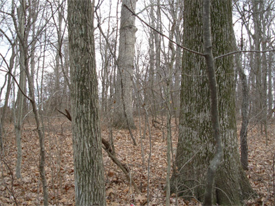 Trees that have grown in a forest close together.