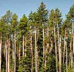 High fuel accumulations in a dense stand of lodgepole pine with thick understory growth.