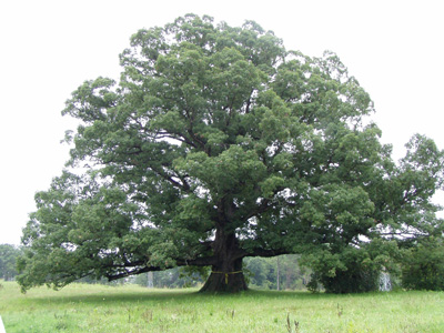 A tree that is open grown.