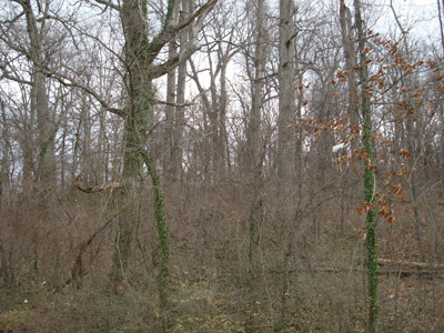 Trees that have grown in a forest close together.