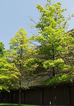 Pin oak trees suffering from iron chlorosis caused by high soil pH.