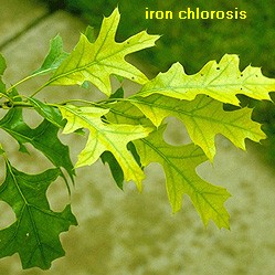  Close up of yellow pin oak leaves due to iron chlorosis.