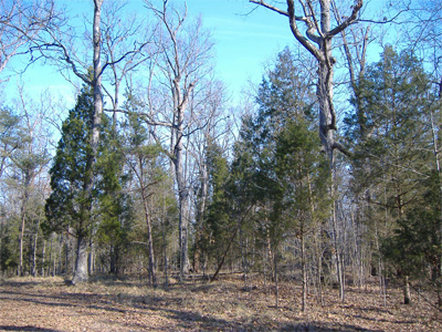 Cumberland Forest Old Growth