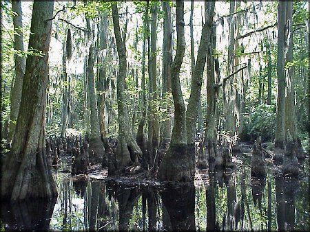 First Landing State Park Bald Cypress Swamps