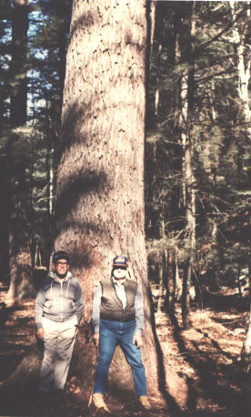 Champion Hemlock