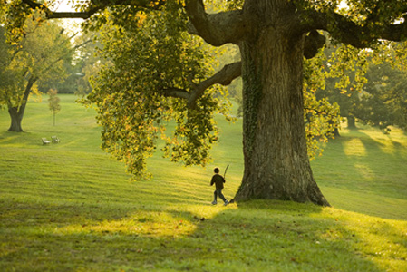 warmtree, This one is just a different angle to Treestreet …