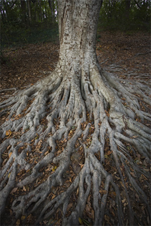 Maymont Park and Arboretum
