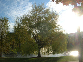 Early Autumn Morning at Oceanography Ponds