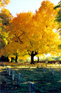 Old City Cemetery