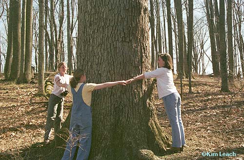 The campus of Sweet Briar College contains some of the best examples of old-growth white oak forest on the southern piedmont.