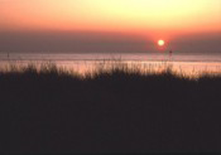 Kiptopeke State Park (Replanting Area)